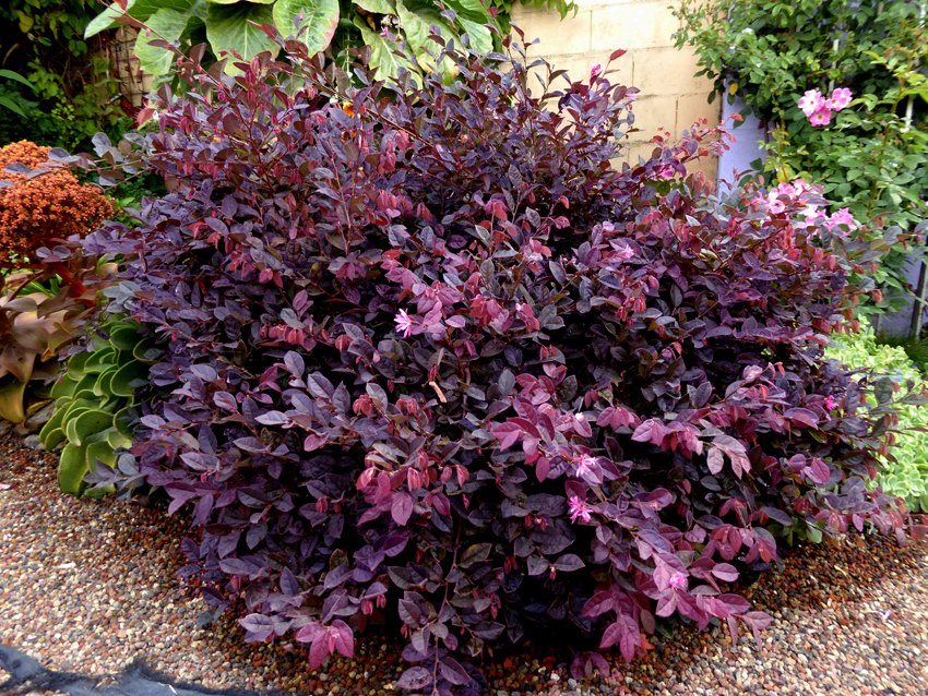 Loropetalum chinense