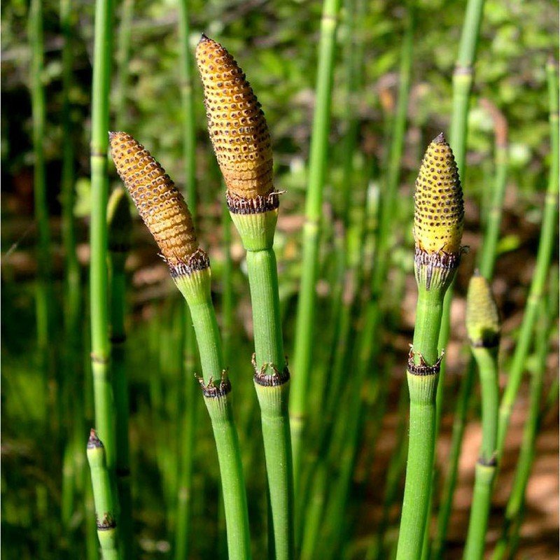 Equisetum - Cola de Caballo - Imagen 3