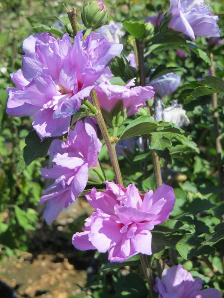 Alternative view of Althea - Mimo - Hibisco