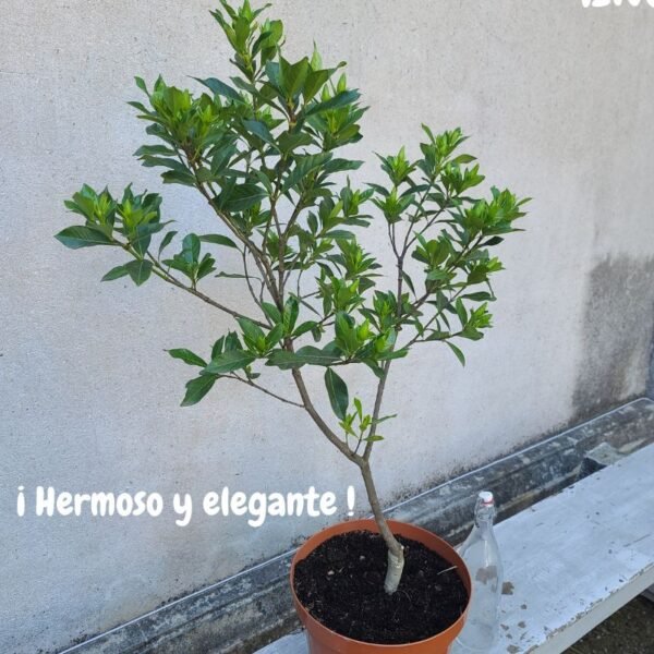 Alternative view of Jazmin Fortuna INJERTADO - Calidad 1