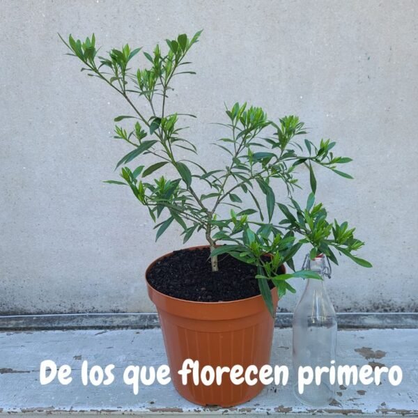 Alternative view of Jazmin Inglés INJERTADO - Calidad 1