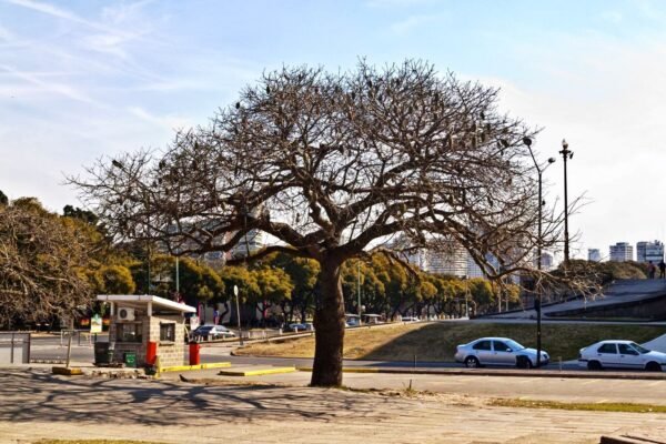 Alternative view of Palo borracho