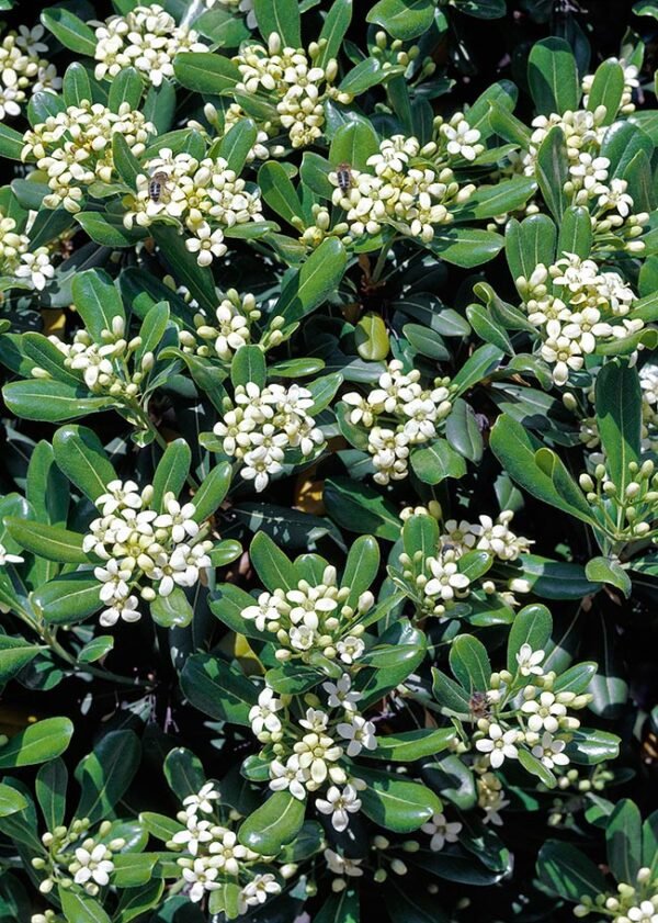 Alternative view of Pittosporum Tobira