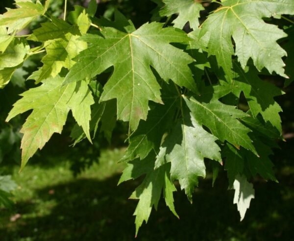 Alternative view of Acer Saccharinum