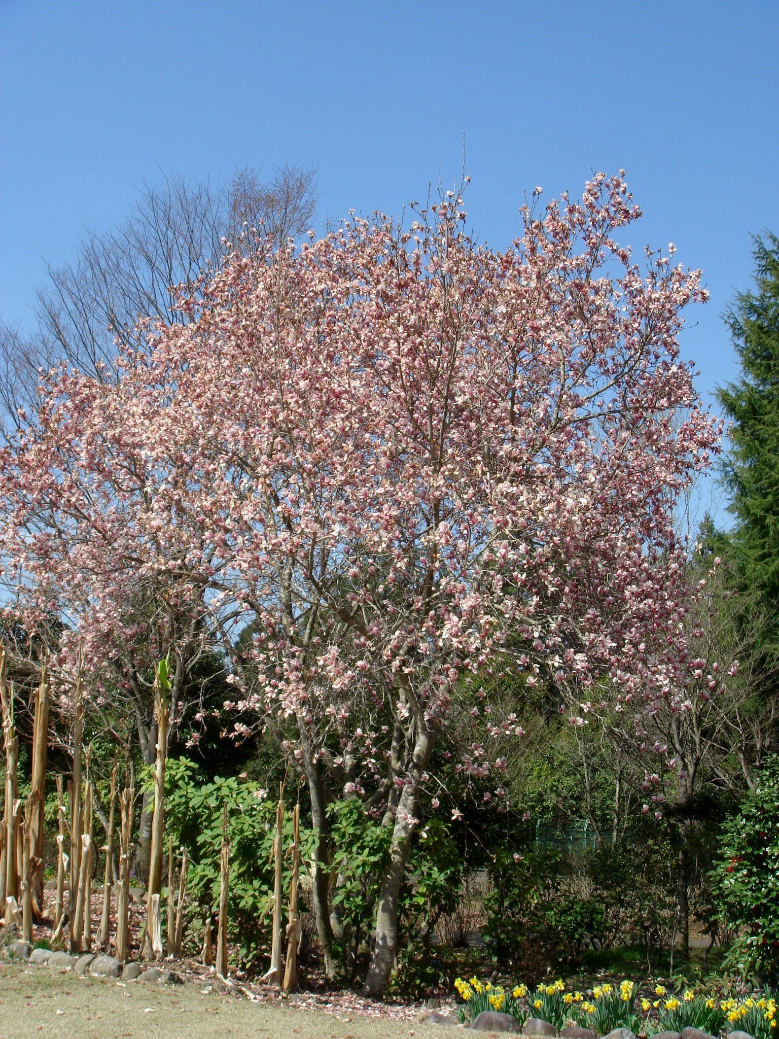 Magnolia soulangiana japónica - Imagen 4