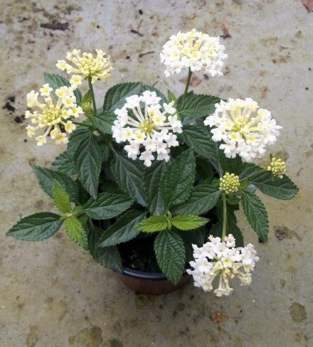 Alternative view of Lantana rastrera – Blanca
