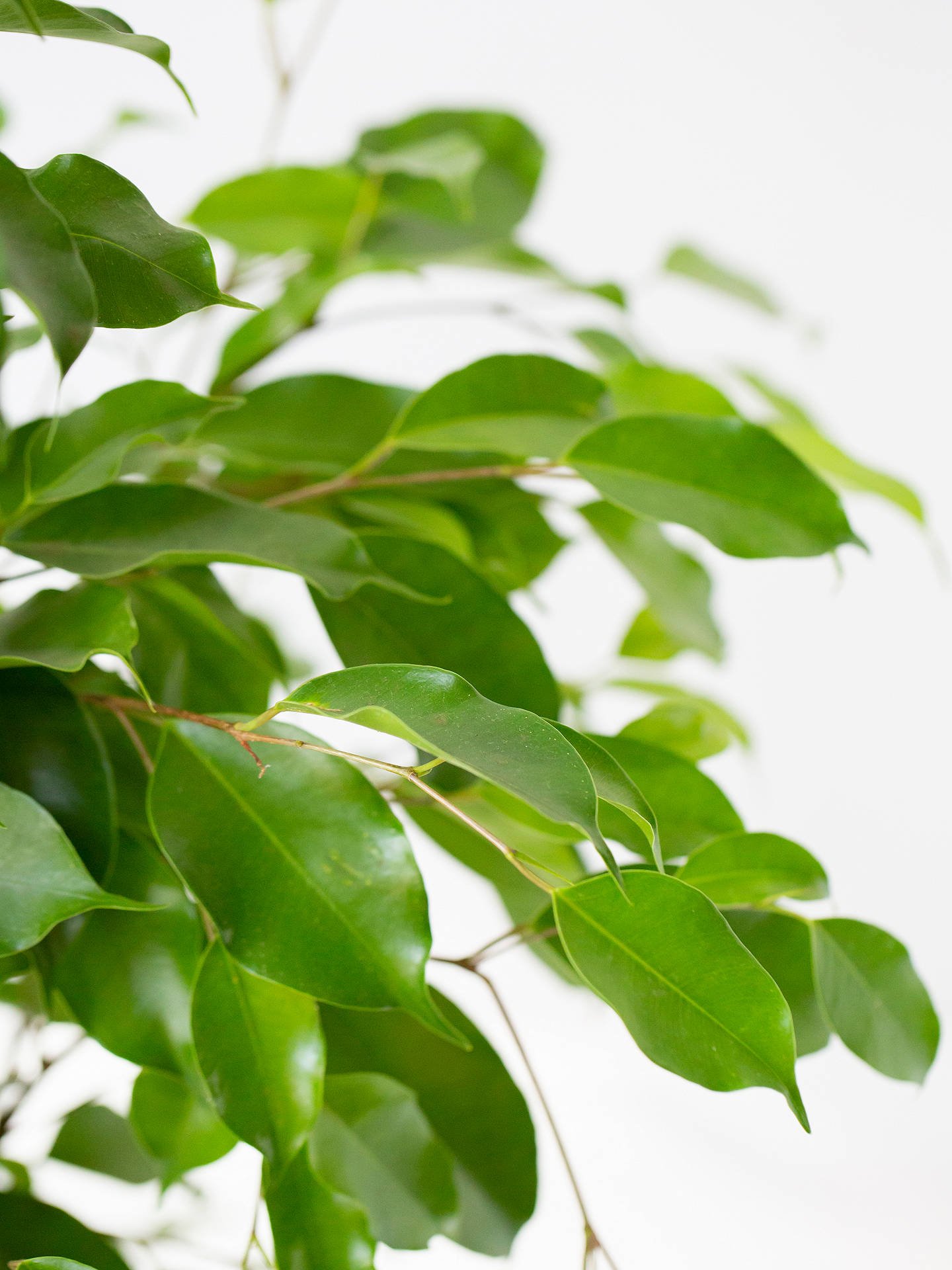 Ficus Benjamina - Imagen 2