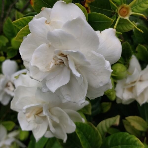 Jazmin Quimura - enano