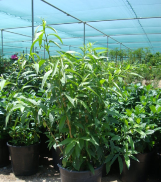 Alternative view of Cestrum Nocturnum - Dama de la noche