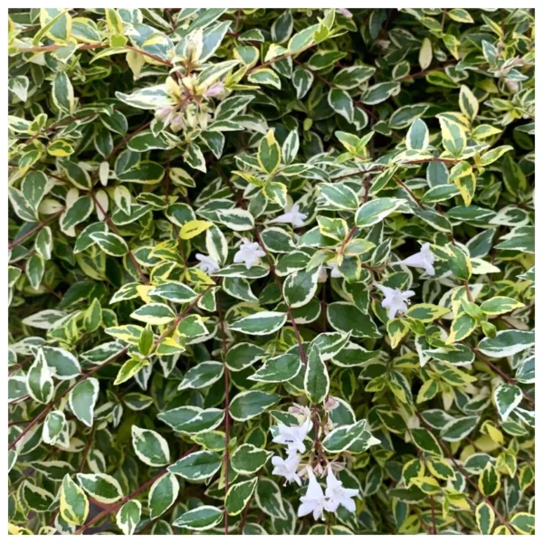 Abelia Di Carlo
