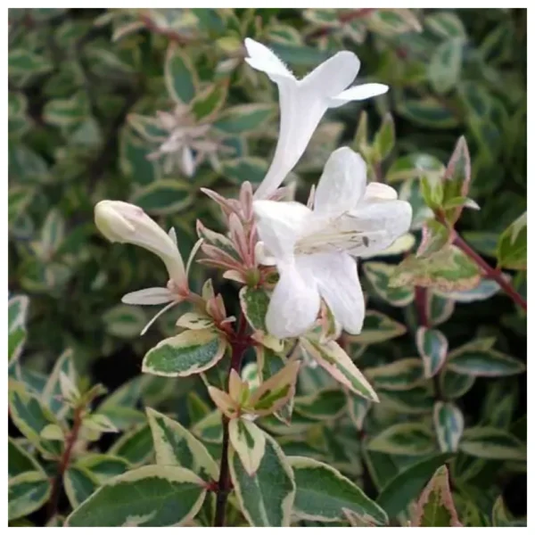 Alternative view of Abelia Di Carlo
