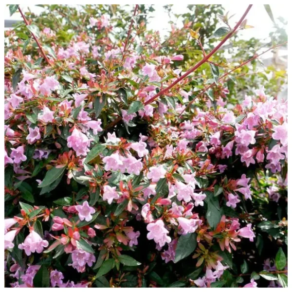 Alternative view of Abelia - Rosada