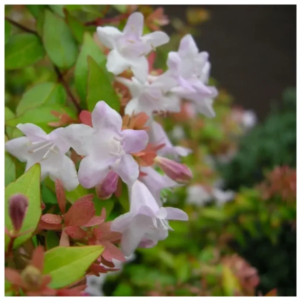 Alternative view of Abelia común