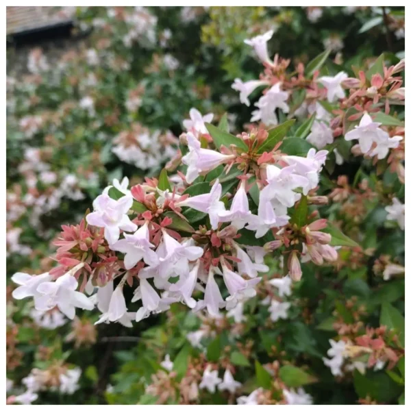Abelia común