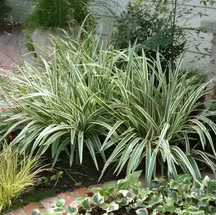 Dianella Tasmanica - Imagen 3