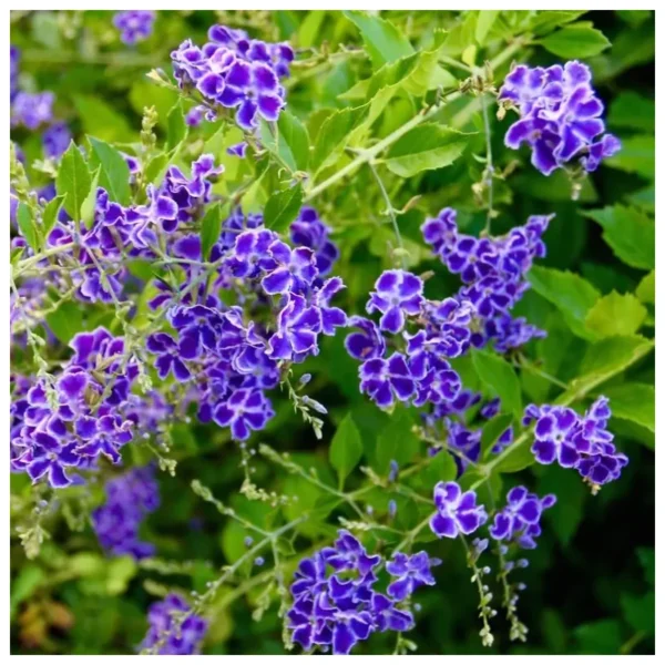 Alternative view of Duranta