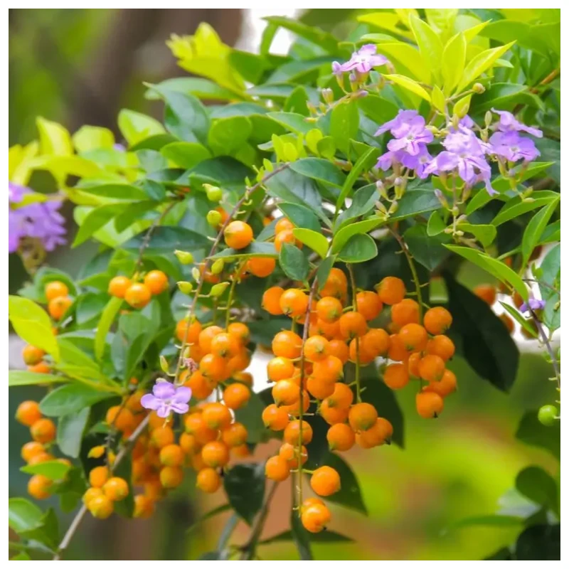 Duranta - Imagen 3