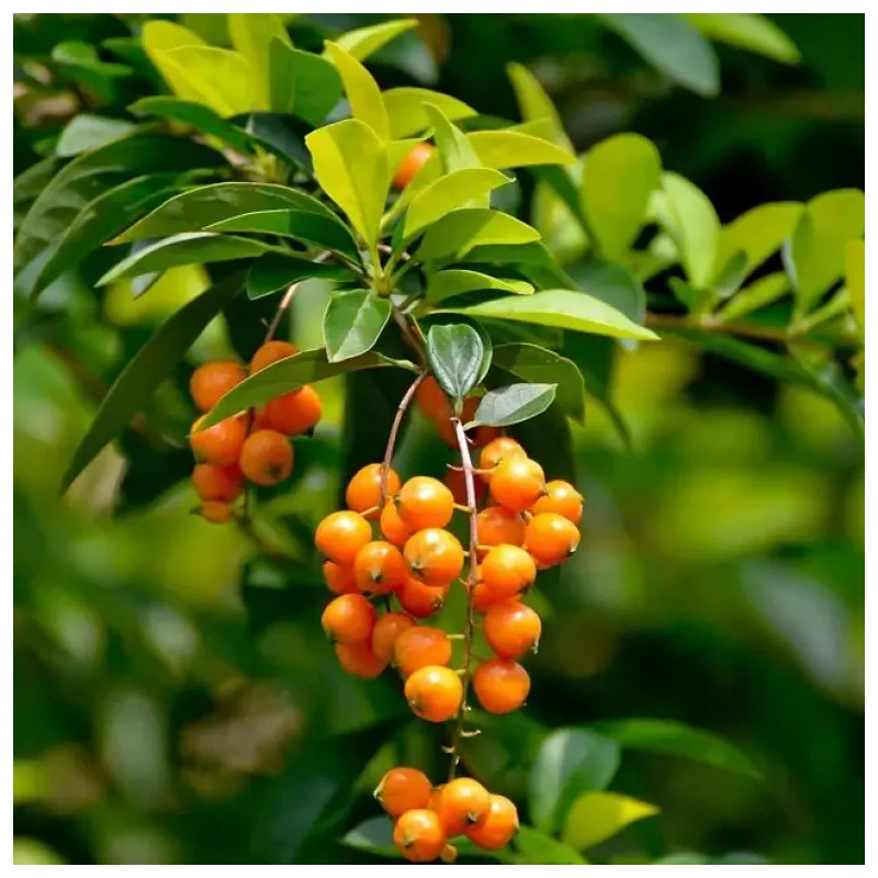 Duranta - Imagen 4