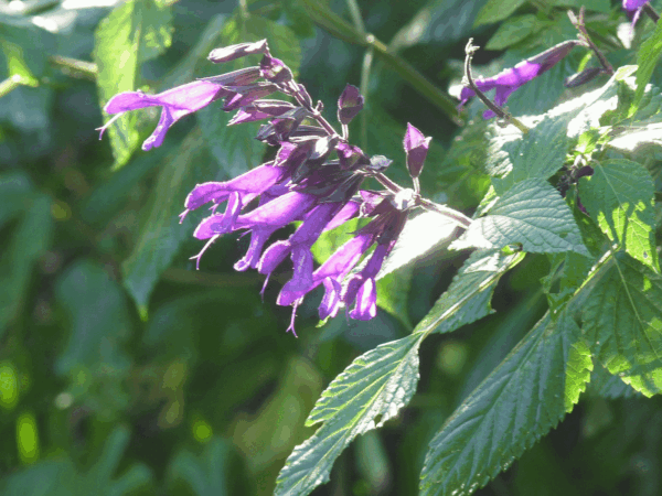 salvia greggii Magic Purple