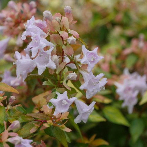Abelia aurea