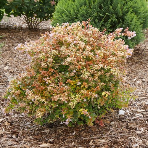 Alternative view of Abelia aurea