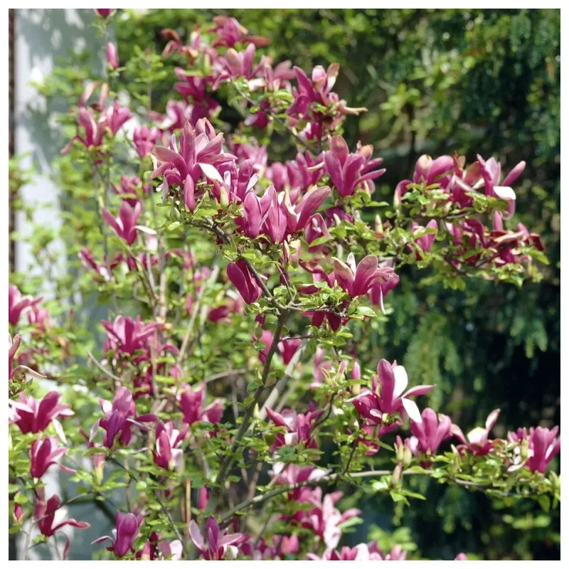 Magnolia liliflora - Imagen 4