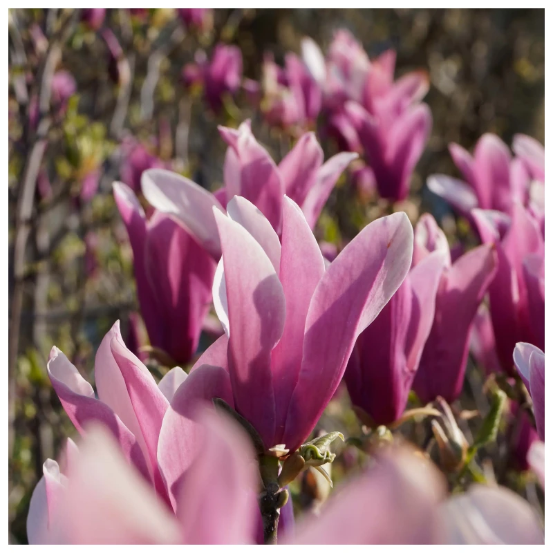 Magnolia liliflora - Imagen 3