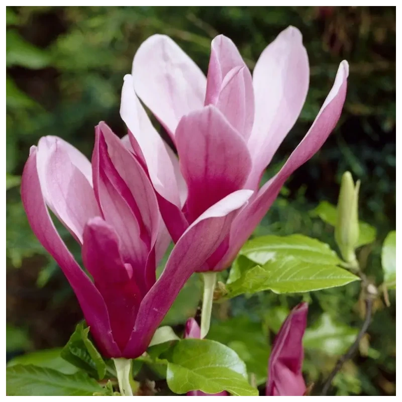 Magnolia liliflora