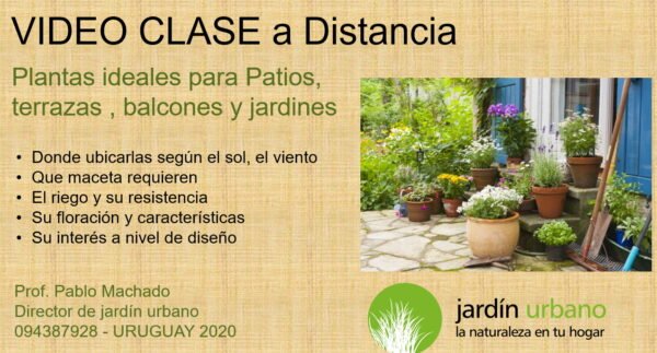 Clase 15 Mejores plantas