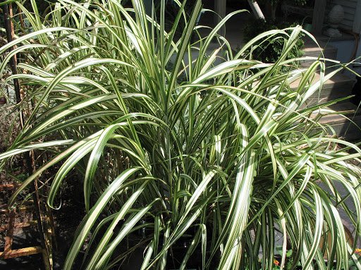 Miscanthus Sinensis Cabaret