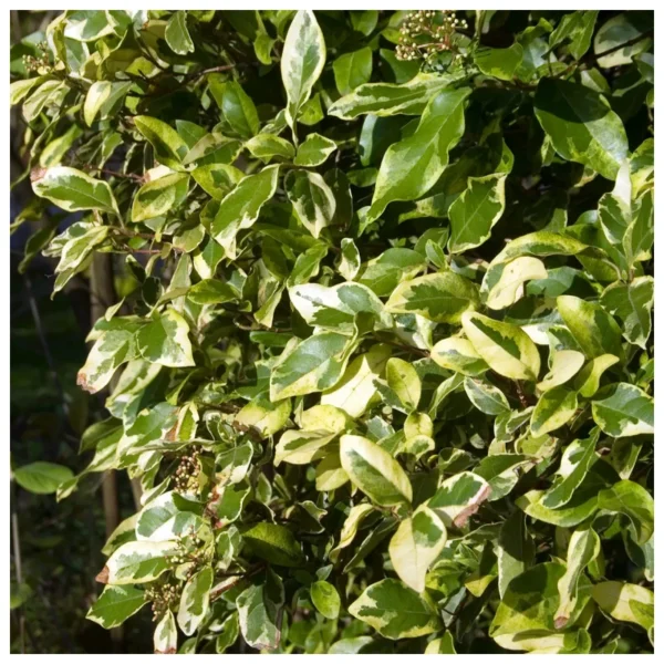 Alternative view of Viburno Tinus variegado
