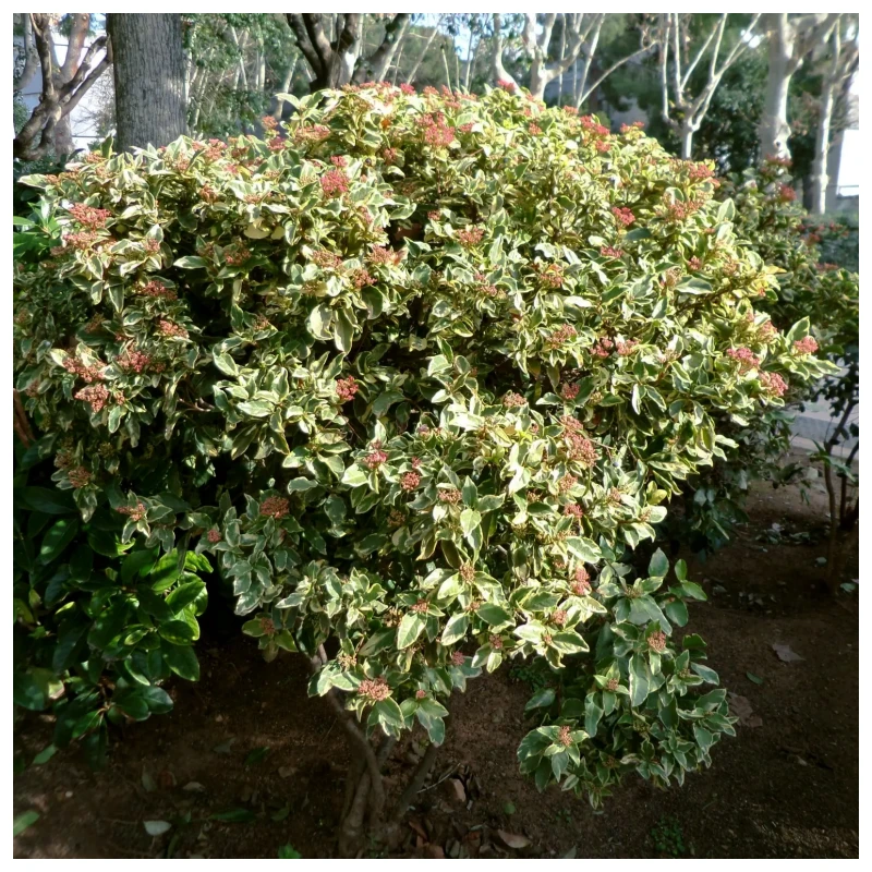 Viburno Tinus variegado - Imagen 3