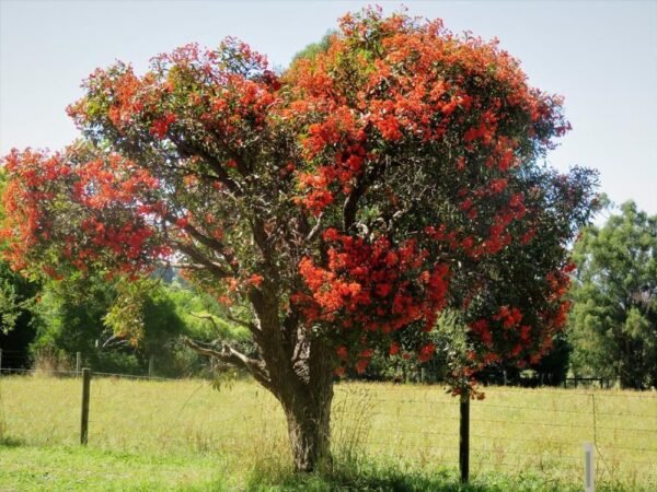 Eucaliptus de flor
