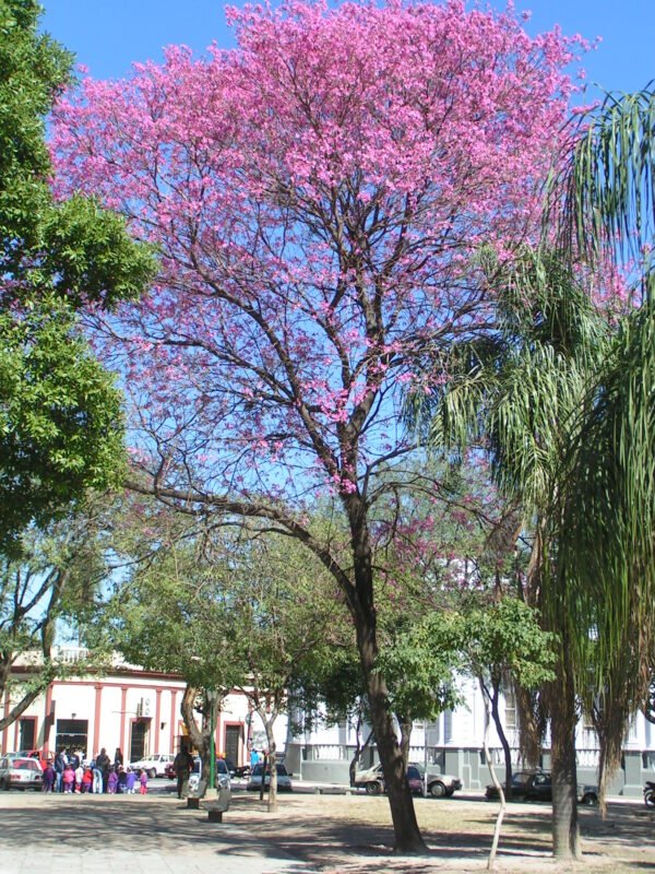 Lapacho rosado
