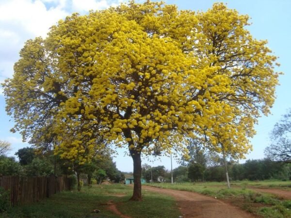 Lapacho amarillo