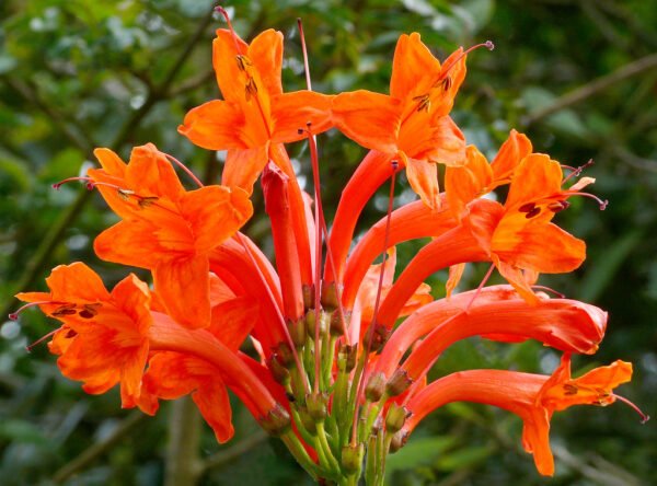 Tecomeria capensis