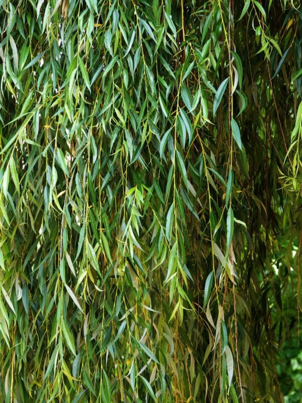 Alternative view of Sauce llorón