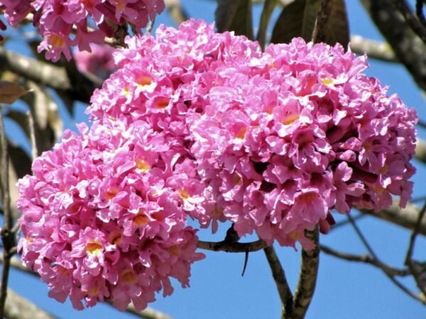Alternative view of Lapacho rosado
