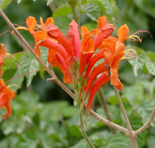 Alternative view of Tecomeria capensis