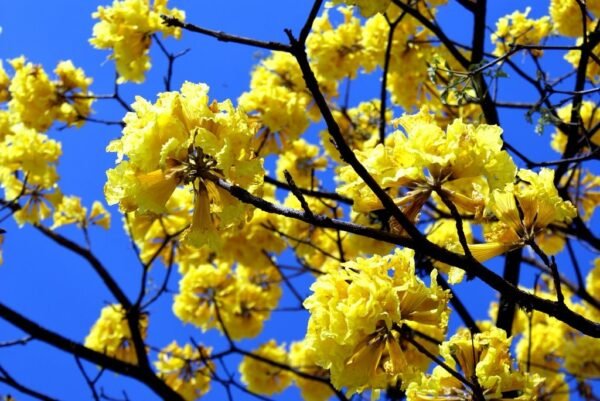 Alternative view of Lapacho amarillo
