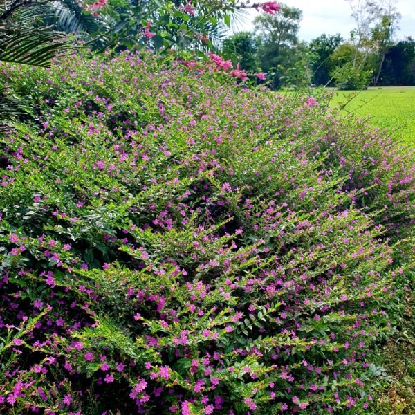 Alternative view of Cufea - Violeta