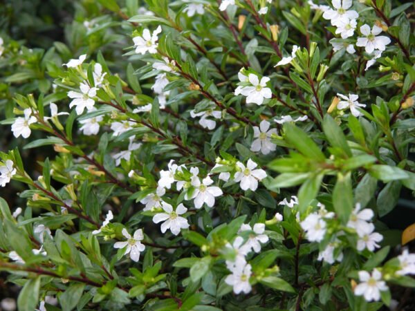 Cufea - Blanca