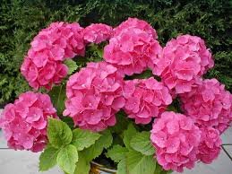 Hortensia