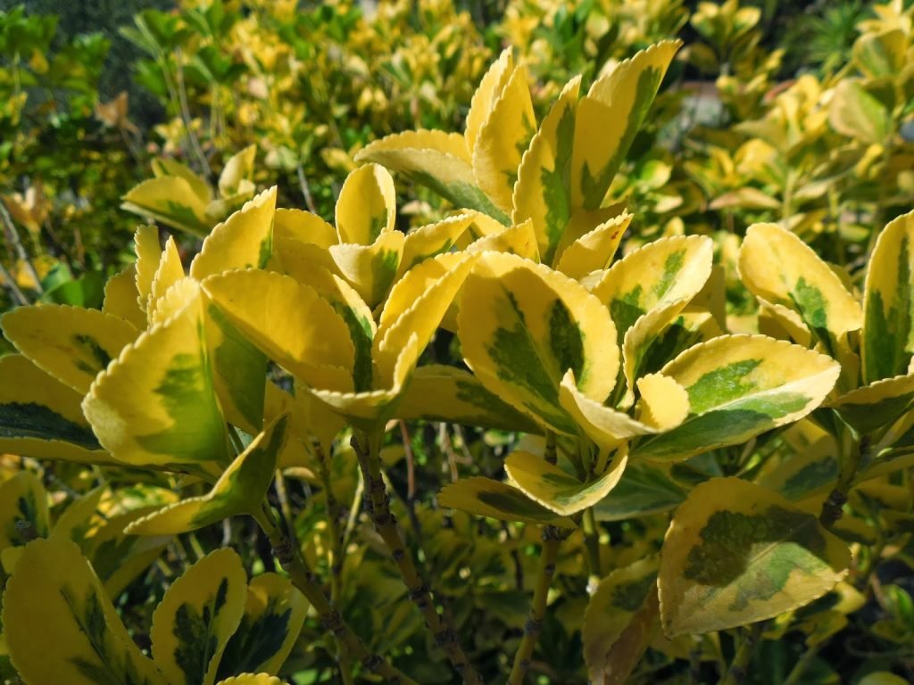 Jardín Urbano