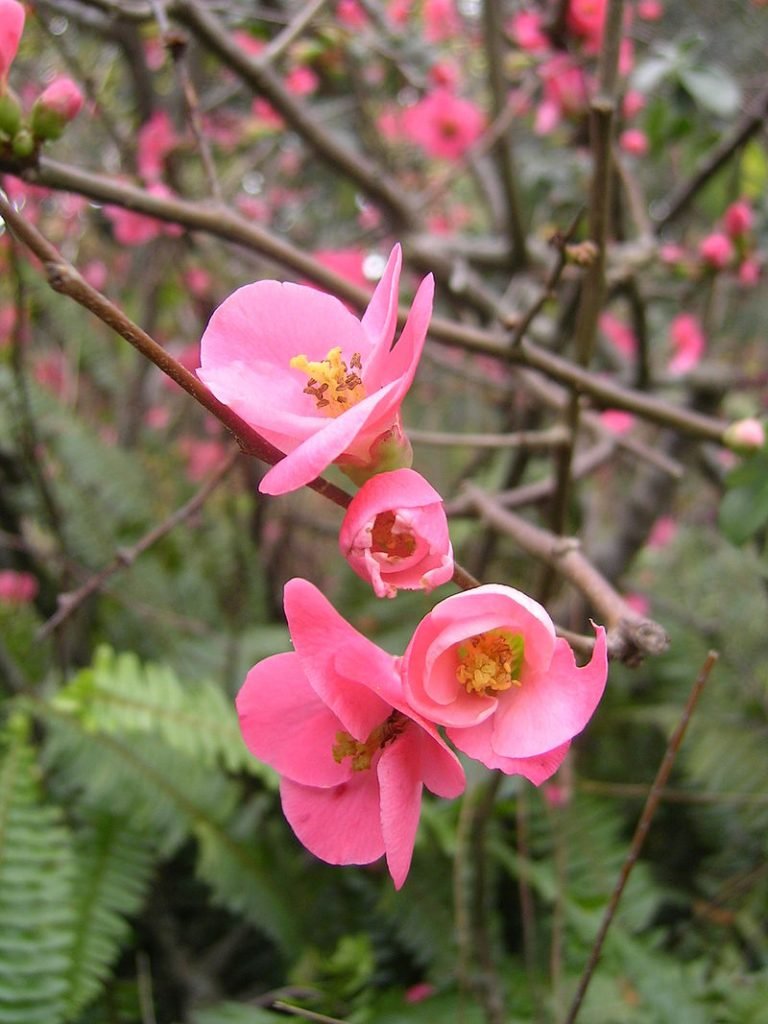 Jardín Urbano