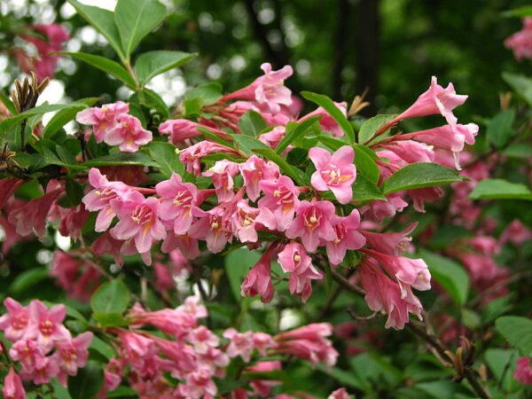 CLASE especial 40 Plantas preferidas por Jardín Urbano – PARTE 1