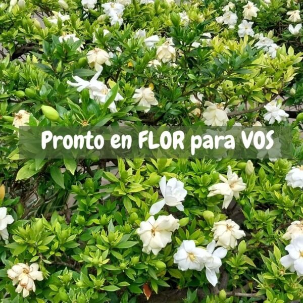 Jazmín Achaparrado INJERTADO - Calidad 1