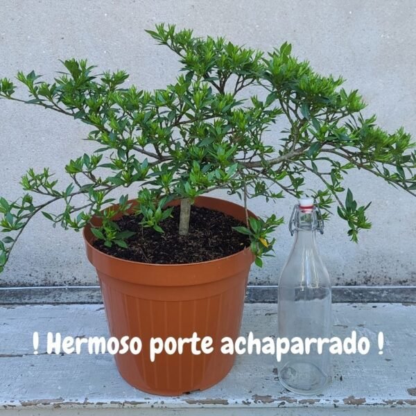 Alternative view of Jazmín Achaparrado INJERTADO - Calidad 1