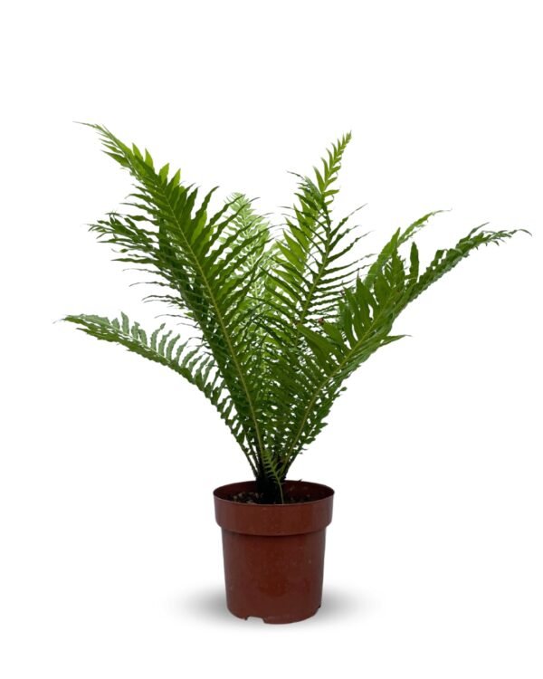 Helecho Árbol