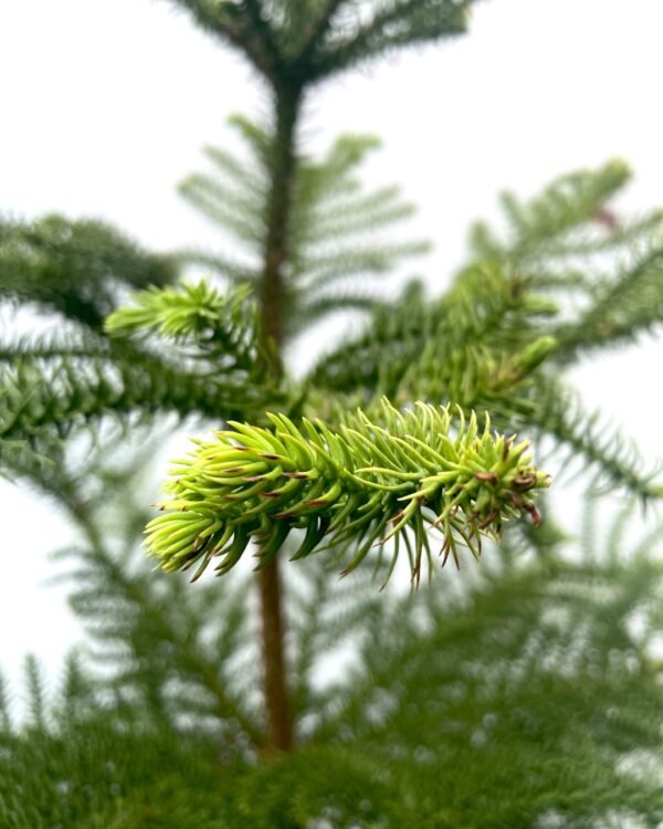 Alternative view of Araucaria excelsa - Belleza !!!